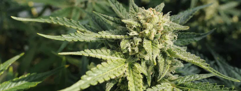 CBD Blueberry