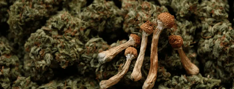 Should You Buy Psilocybin Mushrooms Instead