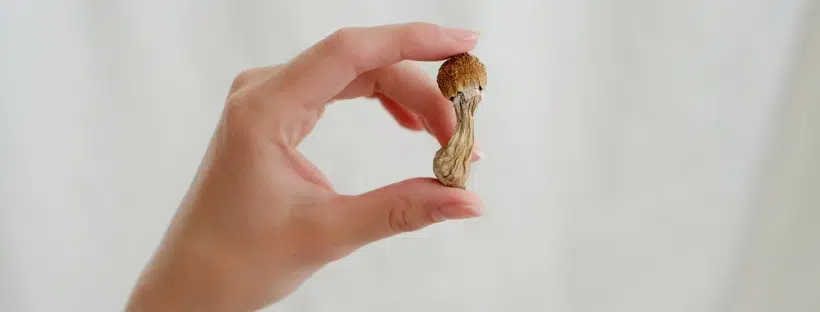 What You Need To Grow Psilocybin Mushrooms At Home