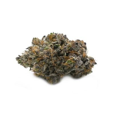 Purple Rockstar - Thunder Buddies