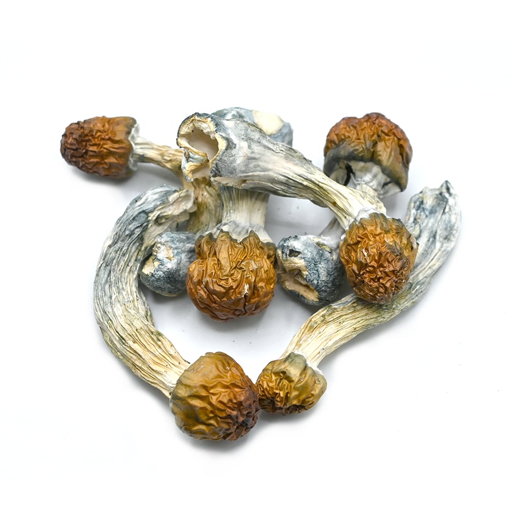 Texas Yellow Cap - Image 2