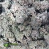 Kali Mist Premium Strain