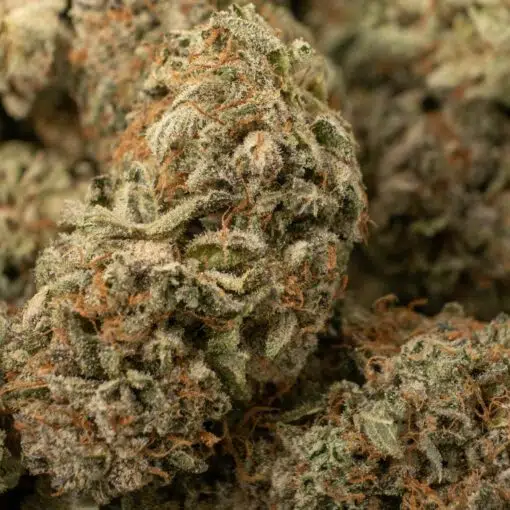 Shop OG Kush marijuana - potent hybrid strain