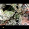 Premium Kandy Kush buds available