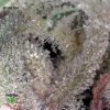 Pine Tar Kush - top-shelf marijuana strain with rich aroma