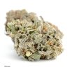 Blackwater Indica Cannabis Strain