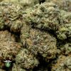 Pine Tar Kush weed - high-grade cannabis buds