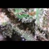 Tom Ford Pink Kush - Image 2
