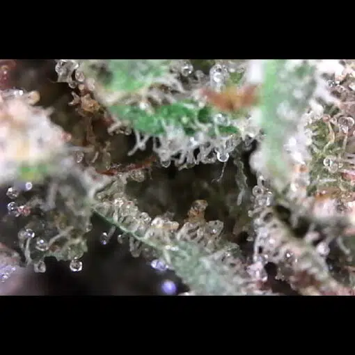 Tom Ford Pink Kush - Image 2