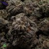 Purple Grape AAAAA Close-up