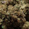 Close-up of Strawberry Romulan marijuana buds