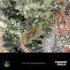 Grade AAAAA Strawberry Romulan cannabis for sale