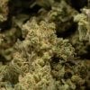 Master Kush Strain