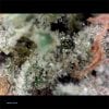 Master Kush strain closeup