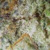 Closeup Orange Haze Pot Plant