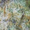 Biscotti cannabis strain buds close-up view