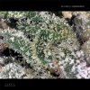 Lamb's Breath weed for creativity and energy