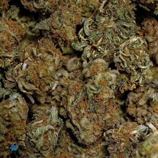 Blue Bubblegum AA Closeup