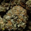 High-quality Kandy Kush marijuana