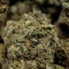 Buy Lamb's Breath marijuana flower online