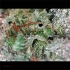 Red Congolese Cannabis Strain - Premium Quality