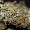 White Cookies cannabis strain buds