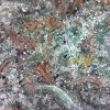 Buy Blueberry indica strain cannabis online in Canada