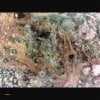 "Nuken AAAA cannabis strain Closeup