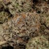 Blue God potent cannabis buds