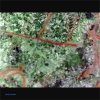 Fruity Pebbles Cannabis Strain closeup