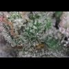 Zombie Kush cannabis strain from Buy My Weed Online