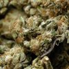 Premium Zombie Kush marijuana buds