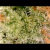 Lemon Kush potent hybrid strain