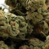 Lemon Kush marijuana buds