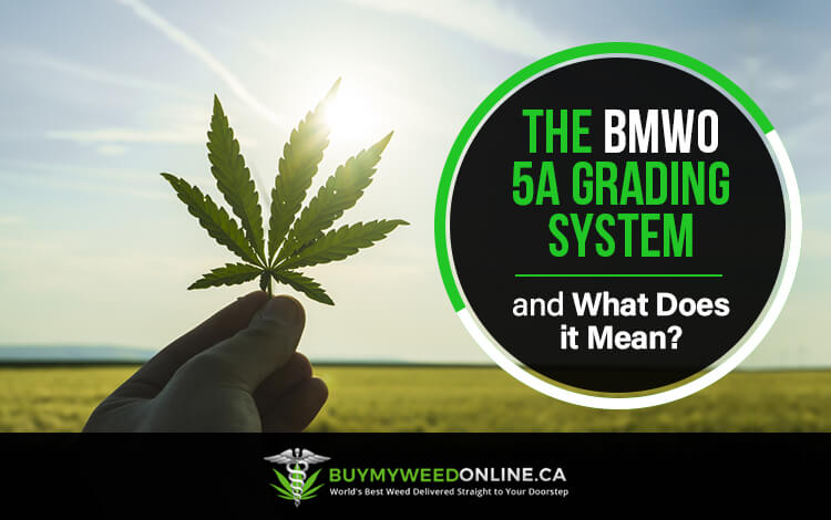 BMWO 5A Grading System
