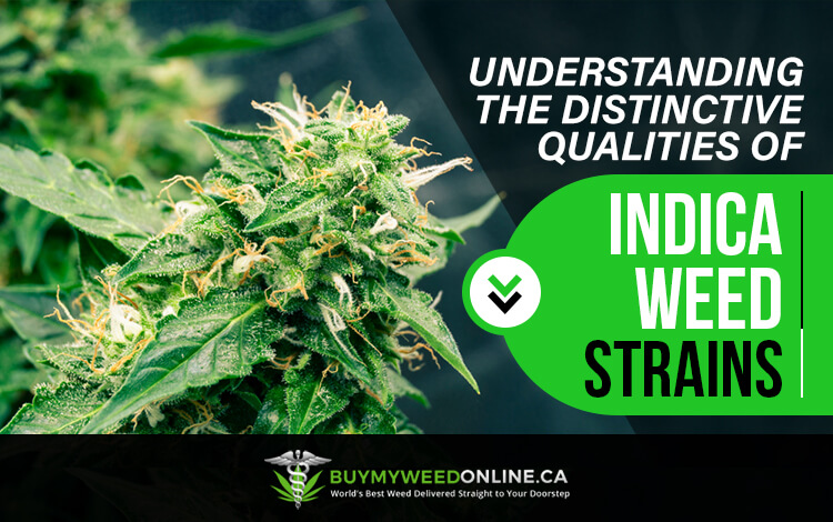 understanding the distinctive qualities of indica weed strains
