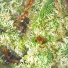 Blue Dream weed bud Closeup