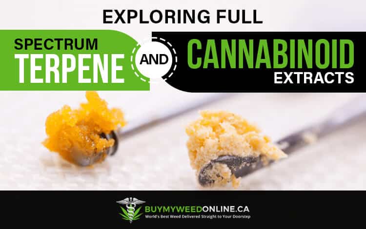Exploring-Full-Spectrum-Terpene-and-Cannabinoid-Extracts