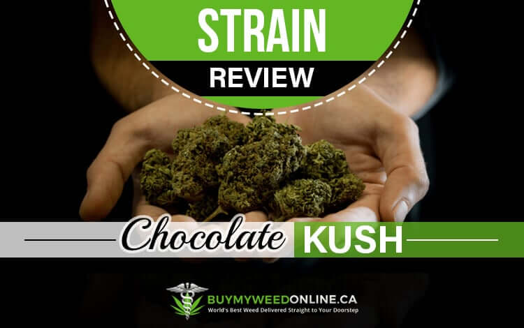 chocolate kush strain review