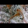 Lemon Sour Diesel cannabis strain