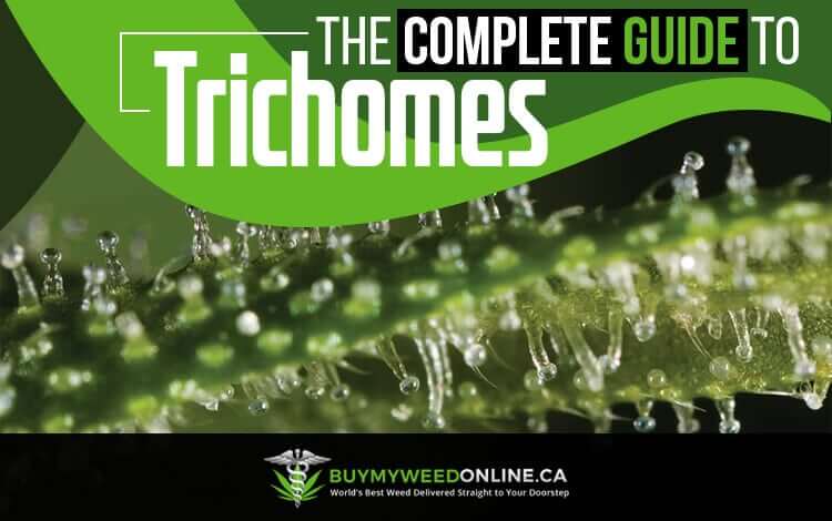 The Complete Guide to Trichomes