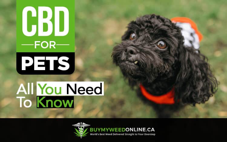 CBD for Pets: All You Need to Know