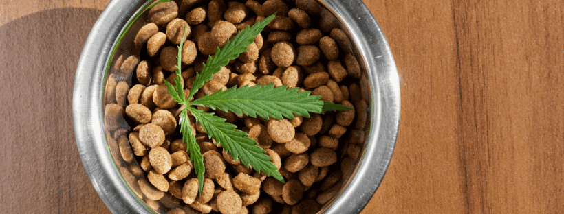 Where To Buy CBD For Pets