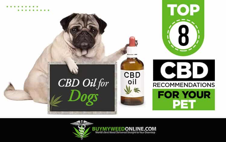 CBD-Oil-for-Dogs-Top-5-CBD-Recommendations-for-Your-Pet