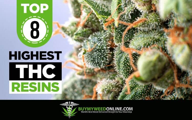 Top-8-Highest-THC-Resins