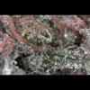 Close-up of Amnesia Haze cannabis buds