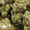 Top-quality Amnesia Haze flowers