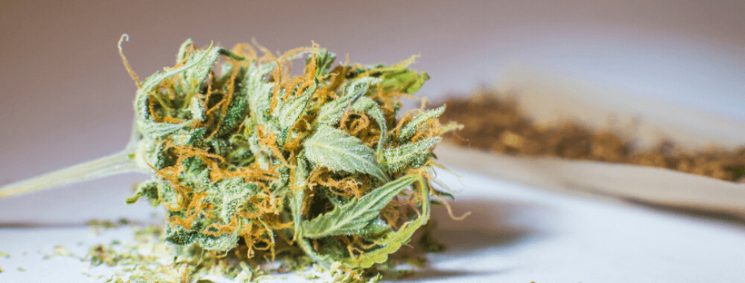 How to Prevent Mouldy Weed