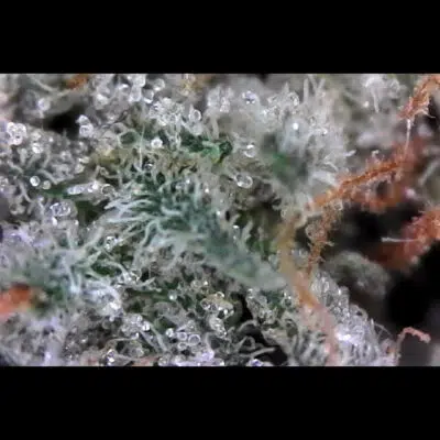 Premium OG Kush marijuana strain available online
