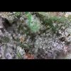 Pineapple Nuken Bud Close-up